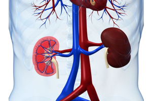 The Importance of Kidney Health: A Comprehensive Guide