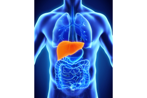 The Importance of the Liver and How to Keep It Healthy
