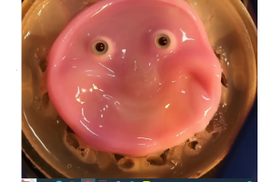 Researchers Make a Smiling Robotic Face From Living Skin