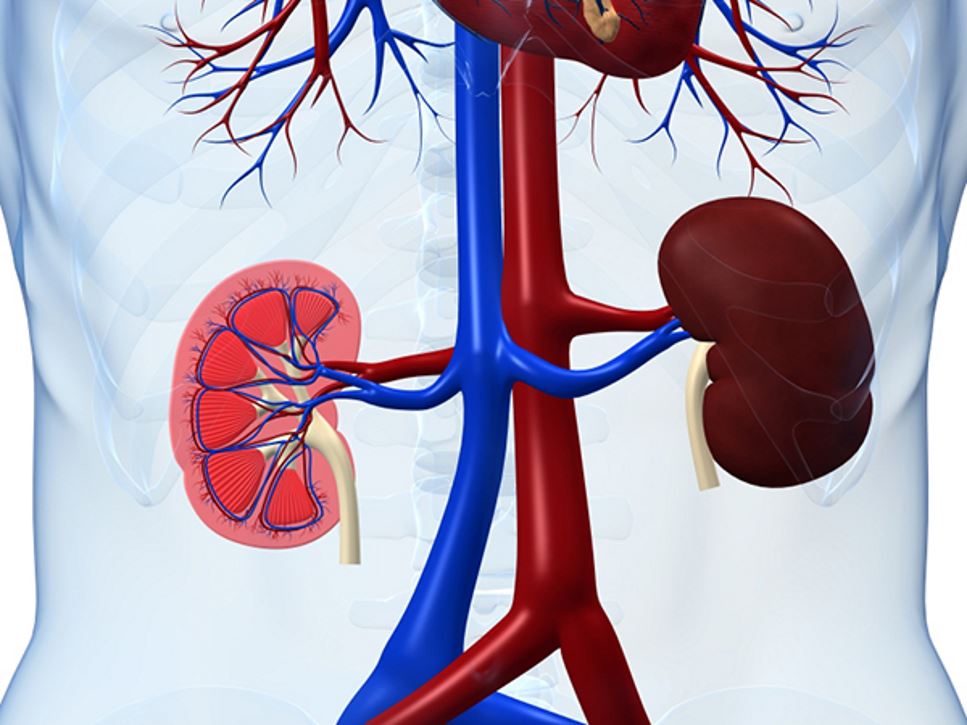 The Importance of Kidney Health: A Comprehensive Guide