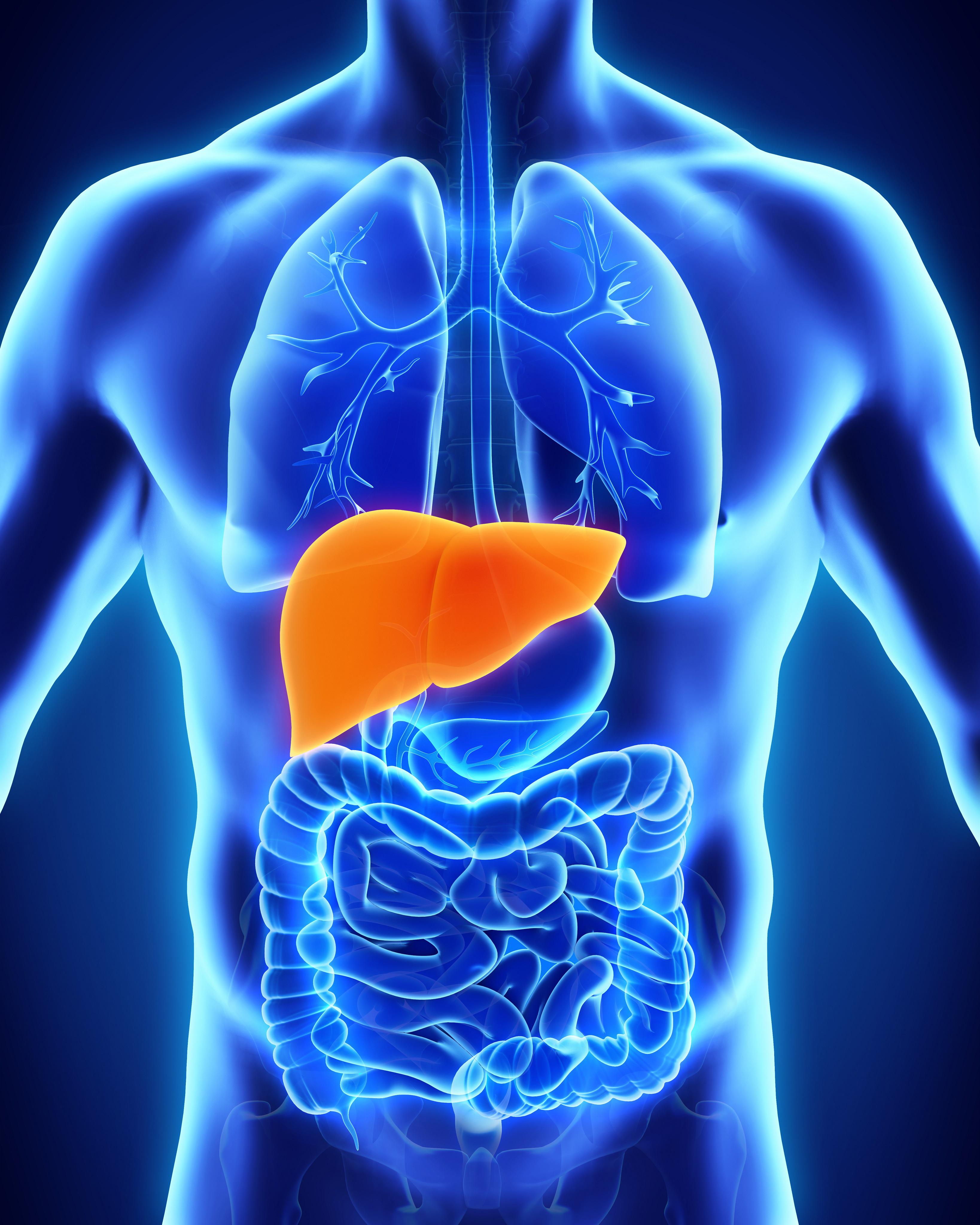 The Importance of the Liver and How to Keep It Healthy